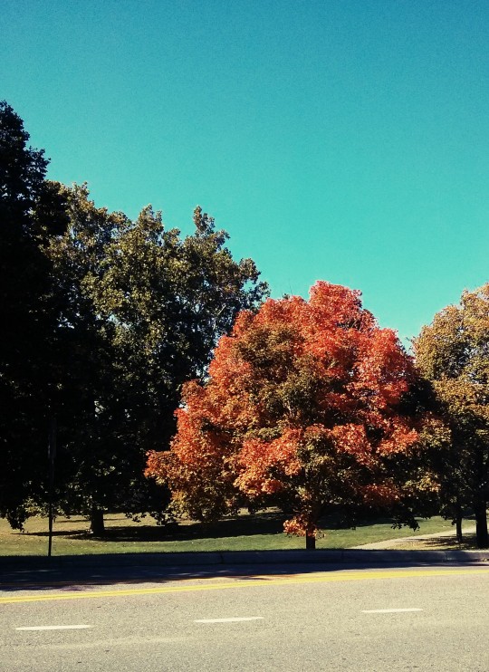 red autumn tree